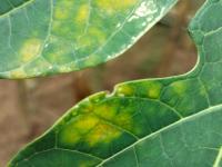 Papaya disease leaves project thumbnail
