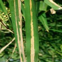 my-rice-leaf-detection project thumbnail