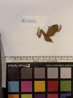 Frog Crop project thumbnail