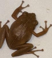 Coqui segmentation project thumbnail