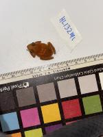 Frogs project thumbnail