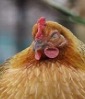 Chicken project thumbnail