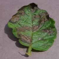 Early and Late Blight Detection project thumbnail