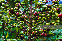 Coffee project thumbnail