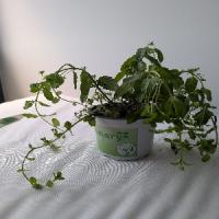 MintWithBranchDried 2 project thumbnail
