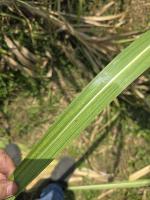 sugarcane project thumbnail