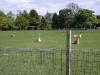Alpaca project thumbnail