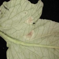 Tea leaf detection  project thumbnail