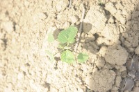 Weed project thumbnail