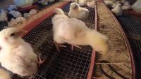 Chick Detection behavoiur project thumbnail