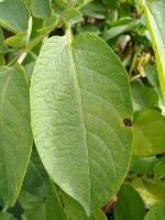 Potato leaf project thumbnail