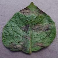 Potato Leaf Disease Detection project thumbnail