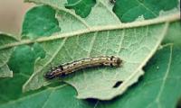 larva crocidolomia pavonana project thumbnail