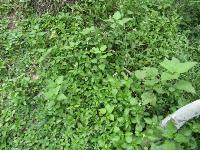 oil palm weeds project thumbnail