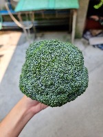 Personal Dataset Broc Detection project thumbnail