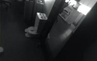 Cat/bird tracking project thumbnail