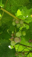 grape-pose project thumbnail