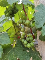 grape project thumbnail