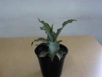 INDOOR_PLANT project thumbnail
