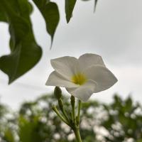 FLOWER VS BUD project thumbnail