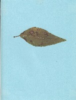 Leaf Spot Analysis project thumbnail