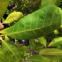 cashew leaves project thumbnail
