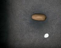 Bean seed detction project thumbnail