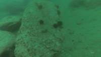 underwater_obj_det_v1 project thumbnail