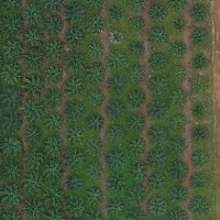 palm-tree-detection-and-counting Object Detection Dataset by Firdho ...