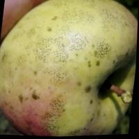 Dataset Image