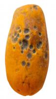 papaya-diseases-detection project thumbnail