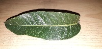 Leaves detection project thumbnail