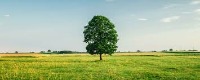tree project thumbnail