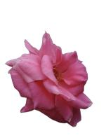 Find Roses project thumbnail