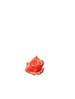 flower project thumbnail