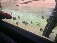 Aquarium Pretrain project thumbnail