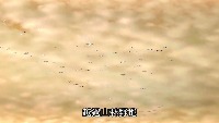 yolov8_bird_detection project thumbnail
