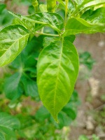 Chili leaf disease project thumbnail