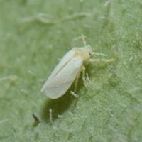 whitefly&chili project thumbnail