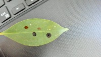 Dataset Image