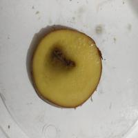od_potato project thumbnail