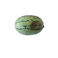 Quality of Watermelon project thumbnail