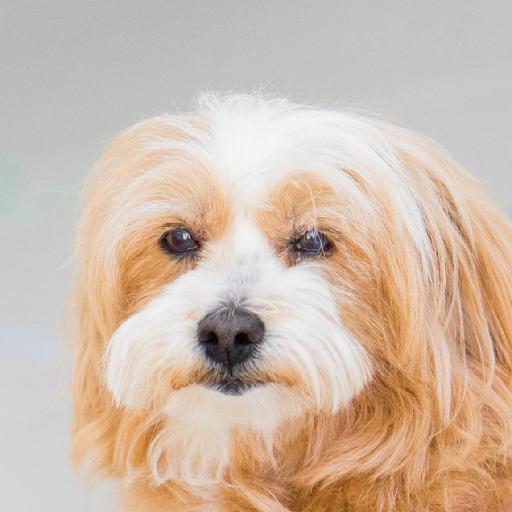 yolo Object Detection Dataset and Pre-Trained Model by Telio