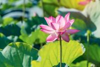 Lotus Flower Detection project thumbnail