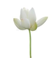 Lotus Flower Detection project thumbnail