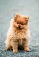 Dog project thumbnail