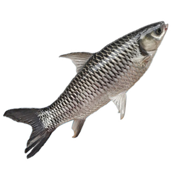 Fish Object Detection Dataset by TBX