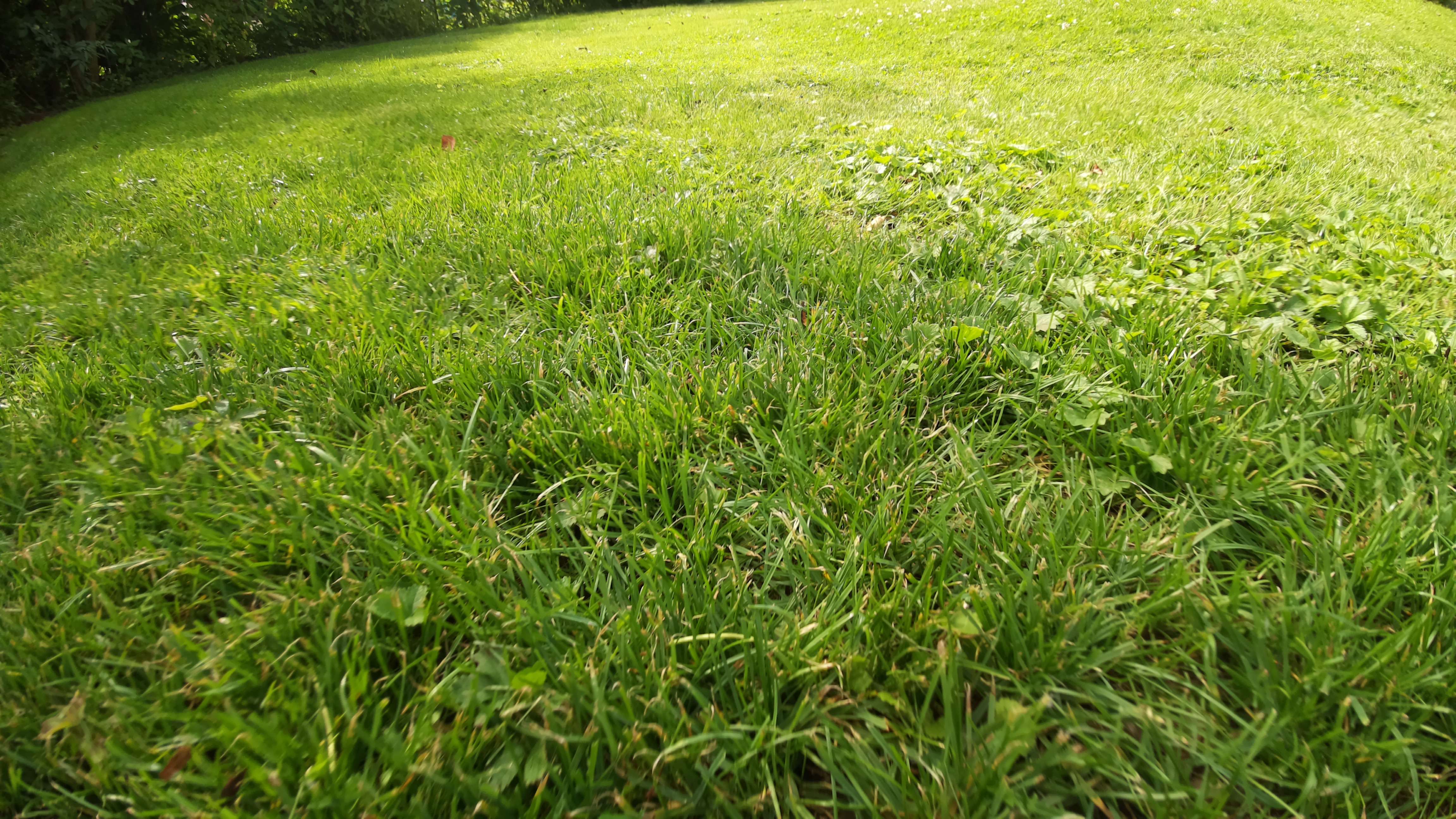 lawn_segmentation_v2 Instance Segmentation Model by Kishan