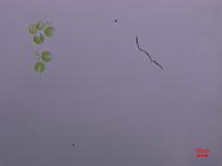 algae s1 project thumbnail