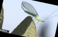 Citrus_Pest_Detection project thumbnail
